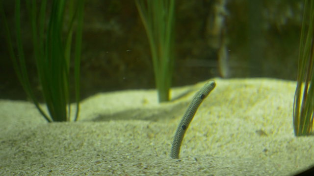 A baby tropical pipefish species, moving in the sands of  water. a subfamily of small fishes, which, together with the seahorses and seadragons, form the family Syngnathidae.