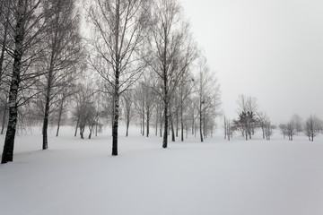 trees in winter  