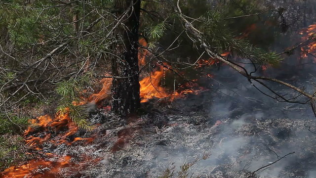 Close view of forest ground fire under pine tree. Video appropriate to visualize forest fire in boreal forests.