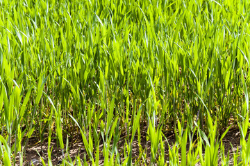  green wheat sprout