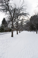 Fototapeta premium Trees on the white background