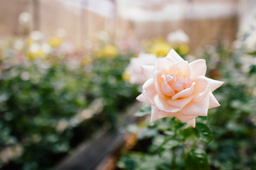 flower pink rose in garden