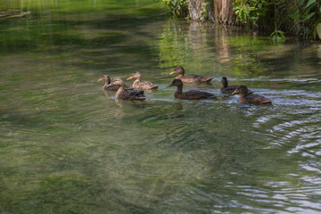 a flock of ducks floating on the water of the lake in summer day.