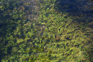 bottom of the lake, the algae in fresh water in a sunny summer day.