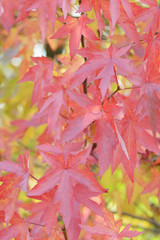 zart gefärbte Herbstblätter vom Ahorn