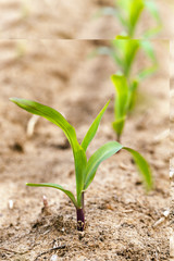 corn germ .  close up