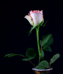 Fototapeta na wymiar A single red rose in a vase, isolated against a black background