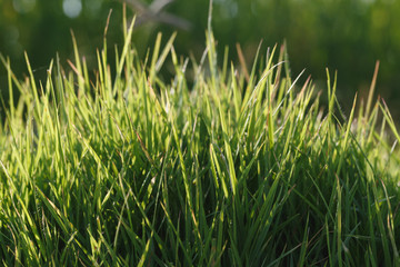 Fresh grass background
