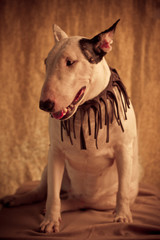 vintage image  bull terier photo side view