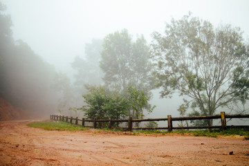 Road through forest with fog and misty
