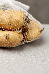 Obraz premium potato growing long time keep