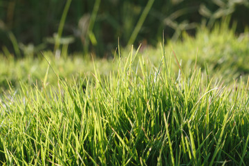 Fresh grass background