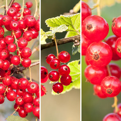 red currant