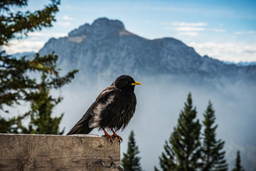Alpine chough