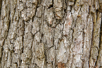 Tree bark background