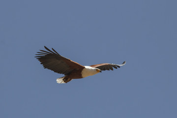 African Fish Eagle