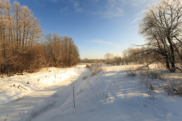 trees in winter  