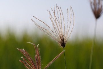 Fototapeta premium Tropical meadow background