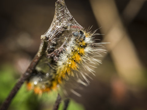 hairy yellow and black caterpillar building a cocoon for metamorphosis