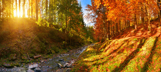 Autumn forest and a river