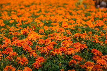 Field of orange carnations
- 94854558