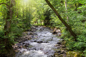 Fototapeta premium Mountain River in the wood