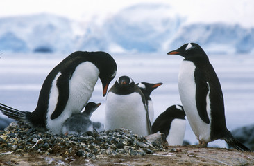 Obraz premium Gentoo penguins and chicks (Pygoscelis papua) at rookery in Paradise Harbor, Antarctica