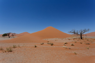 Dune 45 in sossusvlei Namibia with dead tree