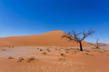 Dune 45 in sossusvlei Namibia with dead tree