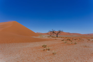 Fototapeta na wymiar Dune 45 in sossusvlei Namibia with dead tree