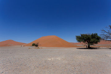 Fototapeta na wymiar Dune 45 in sossusvlei Namibia with dead tree