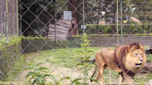 Lion walking behind the wire fence