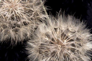 Dandelion seeds - fluffy blow ball close up