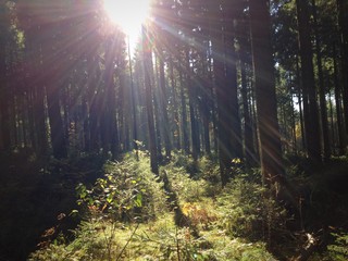 Herbsttag im Wald mir Sonnenstrahlen