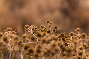 Autumn tumbleweed bush