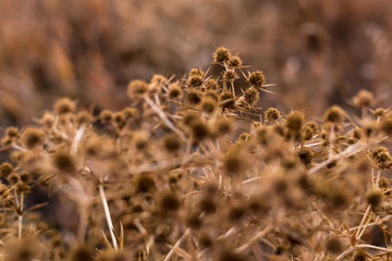 Autumn tumbleweed bush