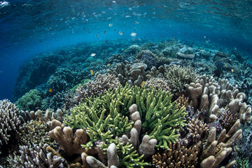Fototapeta premium Healthy Coral Reef in Raja Ampat