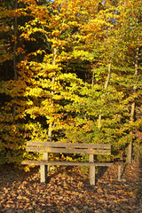 Wald im Herbst