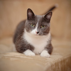 Smoky-gray with white a domestic cat.