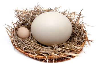 Ostrich egg and chicken egg