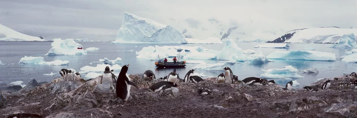 Gordijnen Panoramisch zicht op Gentoo-pinguïns met kuikens (Pygoscelis Papoea), ecologische toeristen in opblaasbare Zodiac-boot met gletsjers en ijsbergen in Paradise Harbor, Antarctica © spiritofamerica