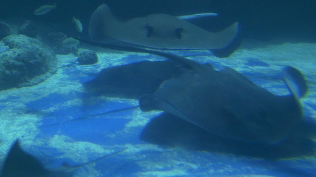 Beautiful stingrays swimming gracious among other fish on the bottom of a sea, near a whale skeleton.