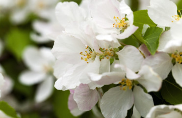 Fototapeta na wymiar blooming apple trees 
