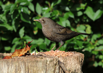 Portrait of a female Blackbird on a tree stump in autumn