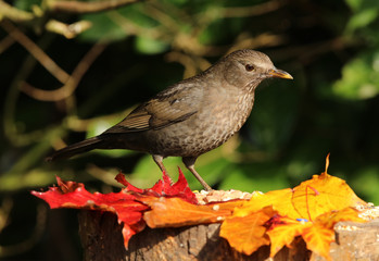 Portrait of a female Blackbird on a tree stump in autumn
