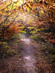 Pathway in the autum forest illuminated by the sun