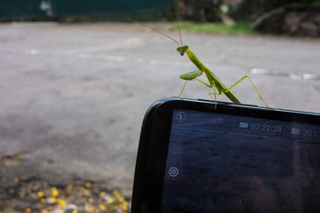 A praying mantis and a mobile phone