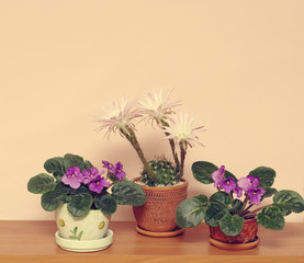 Blooming plants in pots on shelf, senpolia violet and cactus
  Echinopsis Hybrid with three flowers, vanilla toning, soft light