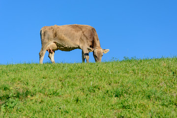 Kuh beim Grasen