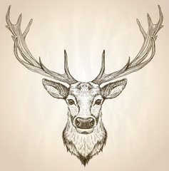 Naklejka premium Hand drawn graphic illustration of of a deer head with big antlers.